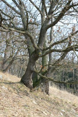 Tavíkovice, 14.3.2007
Lesostep se starými duby na jižním svahu nad Rokytnou u Nového Mlýna.
Schlüsselwörter: Tavíkovice Rokytná Cardiophorus gramineus erichsoni Quasimus minutissimus Ischnodes sanguinicollis