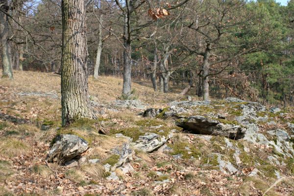 Tavíkovice, 14.3.2007
Lesostep se starými duby na jižním svahu nad Rokytnou u Nového Mlýna.
Schlüsselwörter: Tavíkovice Rokytná Cardiophorus gramineus erichsoni Quasimus minutissimus Ischnodes sanguinicollis