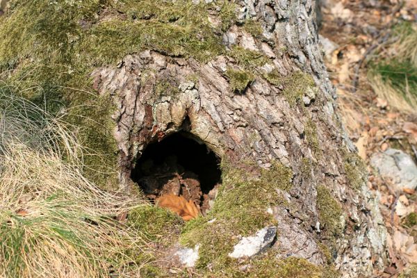 Tavíkovice, 14.3.2007
Lesostep se starými duby na jižním svahu nad Rokytnou u Nového Mlýna. Dutina osídlená kovaříky Ischnodes sanguinicollis.
Schlüsselwörter: Tavíkovice Rokytná Ischnodes sanguinicollis