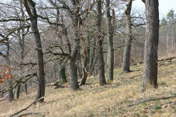 Tavíkovice, 14.3.2007
Lesostep se starými duby na jižním svahu nad Rokytnou u Nového Mlýna.
Klíčová slova: Tavíkovice Rokytná Cardiophorus gramineus erichsoni Quasimus minutissimus Ischnodes sanguinicollis