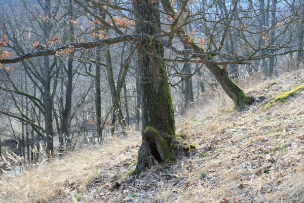 Tavíkovice, 14.3.2007
Suťový les na jižním svahu nad Rokytnou mezi Novým Mlýnem a Vilímkovým Mlýnem.
Mots-clés: Tavíkovice Rokytná