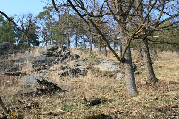 Tavíkovice, 14.3.2007
Suťový les na jižním svahu nad Rokytnou mezi Novým Mlýnem a Vilímkovým Mlýnem.
Schlüsselwörter: Tavíkovice Rokytná