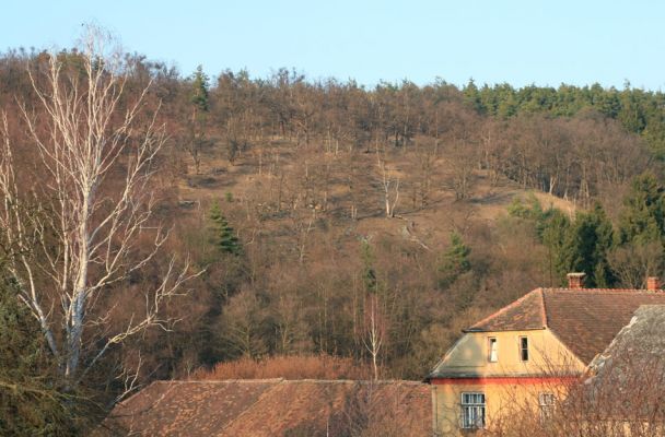 Tavíkovice, 14.3.2007
Lesostep se starými duby na jižním svahu nad Rokytnou u Nového Mlýna.
Mots-clés: Tavíkovice Rokytná Cardiophorus gramineus erichsoni Quasimus minutissimus Ischnodes sanguinicollis