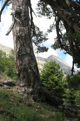 Greece, distr. Lakonía, Taigetos Mts., 11.6.2016
Refugio Katafilio env. - road to Profitis Ilias.
Keywords: Greece distr. Lakonía Taigetos Mts. refugio Katafilio Profitis Ilias