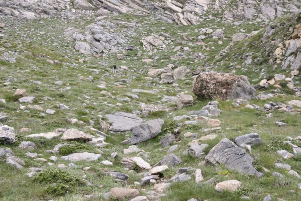 Greece, distr. Lakonía, Taigetos Mts., 11.6.2016
Refugio Katafilio - Profitis Ilias, 1950m. Biotope of Dima hirtipennis.
Keywords: Greece distr. Lakonía Taigetos Mts. refugio Katafilio Profitis Ilias Dima hirtipennis