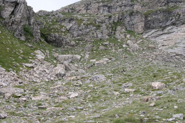 Greece, distr. Lakonía, Taigetos Mts., 11.6.2016
Refugio Katafilio - Profitis Ilias, 1950-2020m. Biotope of Dima hirtipennis.
Keywords: Greece distr. Lakonía Taigetos Mts. refugio Katafilio Profitis Ilias Dima hirtipennis