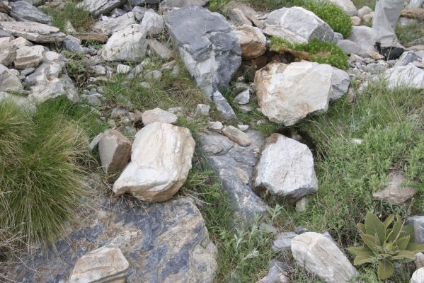 Greece, distr. Lakonía, Taigetos Mts., 11.6.2016
Refugio Katafilio - Profitis Ilias, 1930m. Biotope of Dima hirtipennis.
Keywords: Greece distr. Lakonía Taigetos Mts. refugio Katafilio Profitis Ilias Dima hirtipennis