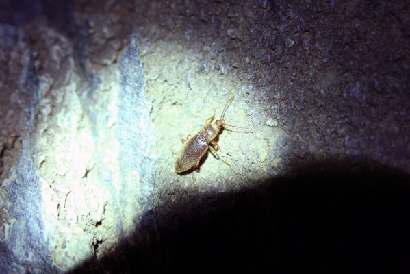 Greece, distr. Lakonía, Taigetos Mts., 11.6.2016
Refugio Katafilio - Profitis Ilias, 1830-2020m. Dima hirtipennis.
Klíčová slova: Greece distr. Lakonía Taigetos Mts. refugio Katafilio Profitis Ilias Dima hirtipennis