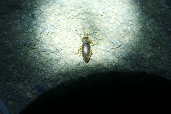 Greece, distr. Lakonía, Taigetos Mts., 11.6.2016
Refugio Katafilio - Profitis Ilias, 1830-2020m. Dima hirtipennis.
Schlüsselwörter: Greece distr. Lakonía Taigetos Mts. refugio Katafilio Profitis Ilias Dima hirtipennis