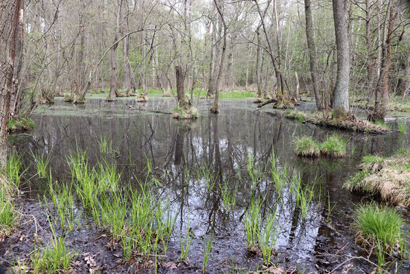 Těchlovice, 30.4.2022
Olšina nad rybníkem Jordán.
Keywords: Těchlovice rybník Jordán