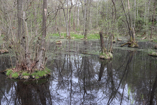 Těchlovice, 30.4.2022
Olšina nad rybníkem Jordán.
Klíčová slova: Těchlovice rybník Jordán