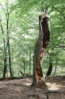 Tekovská Breznica, 30.9.2012
Štiavnické vrchy, vrch Pustý hrad - suťový les.
Mots-clés: Tekovská Breznica Štiavnické vrchy vrch Pustý hrad Ampedus hjorti