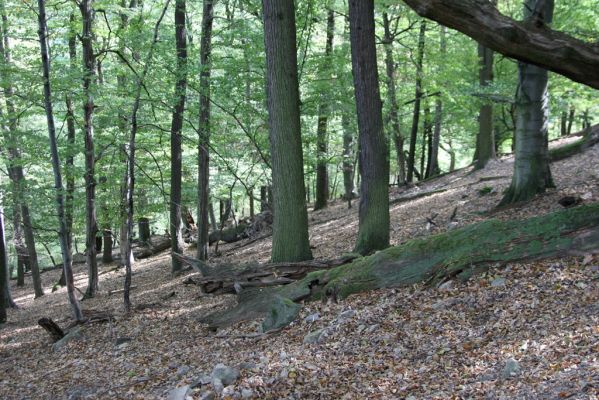 Tekovská Breznica, 30.9.2012
Štiavnické vrchy, vrch Pustý hrad - suťový les.
Klíčová slova: Tekovská Breznica Štiavnické vrchy vrch Pustý hrad