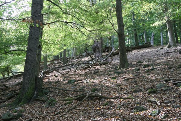 Tekovská Breznica, 30.9.2012
Štiavnické vrchy, vrch Pustý hrad - suťový les.
Schlüsselwörter: Tekovská Breznica Štiavnické vrchy vrch Pustý hrad