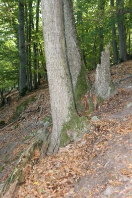 Tekovská Breznica, 30.9.2012
Štiavnické vrchy, suťový les v dolině Luchtová.
Klíčová slova: Tekovská Breznica Štiavnické vrchy dolina Luchtová Ampedus hjorti