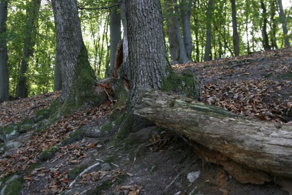 Tekovská Breznica, 30.9.2012
Štiavnické vrchy, suťový les v dolině Luchtová.
Klíčová slova: Tekovská Breznica Štiavnické vrchy dolina Luchtová Ampedus hjorti