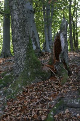 Tekovská Breznica, 30.9.2012
Štiavnické vrchy, suťový les v dolině Luchtová.
Klíčová slova: Tekovská Breznica Štiavnické vrchy dolina Luchtová Ampedus hjorti