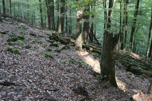 Tekovská Breznica, 30.9.2012
Štiavnické vrchy, suťový les v dolině Luchtová.
Klíčová slova: Tekovská Breznica Štiavnické vrchy dolina Luchtová Ampedus quadrisignatus