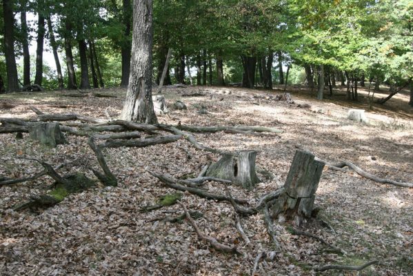 Tekovská Breznica, 30.9.2012
Štiavnické vrchy, vrch Pustý hrad. 
Mots-clés: Tekovská Breznica Štiavnické vrchy vrch Pustý hrad