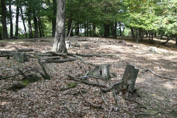 Tekovská Breznica, 30.9.2012
Štiavnické vrchy, vrch Pustý hrad. 
Klíčová slova: Tekovská Breznica Štiavnické vrchy vrch Pustý hrad