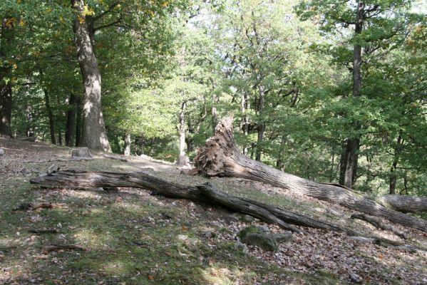 Tekovská Breznica, 30.9.2012
Štiavnické vrchy, vrch Pustý hrad. 
Klíčová slova: Tekovská Breznica Štiavnické vrchy vrch Pustý hrad Ampedus quercicola