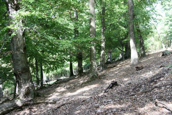 Tekovská Breznica, 30.9.2012
Štiavnické vrchy, vrch Pustý hrad.
Klíčová slova: Tekovská Breznica Štiavnické vrchy vrch Pustý hrad Ischnodes sanguinicollis Limoniscus violaceus