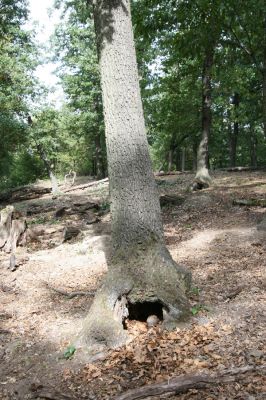 Tekovská Breznica, 30.9.2012
Štiavnické vrchy, vrch Pustý hrad. Biotop kovaříků Ischnodes sanguinicollis.
Klíčová slova: Tekovská Breznica Štiavnické vrchy vrch Pustý hrad Ischnodes sanguinicollis