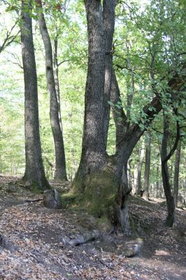 Tekovská Breznica, 30.9.2012
Štiavnické vrchy, vrch Pustý hrad. 
Mots-clés: Tekovská Breznica Štiavnické vrchy vrch Pustý hrad