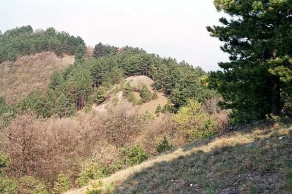 Tematínsky hrad, 25.4.2003
Ostrý hřbet západně od Tematínskeho hradu - biotop kovaříka Cardiophorus ebeninus.
Schlüsselwörter: Považský Inovec Tematínsky hrad Cardiophorus ebeninus