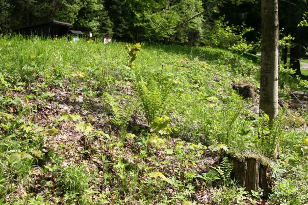 Krkonoše, Temný Důl, 25.5.2010
Rybárna - soutok Úp. Biotop kovaříka Selatosomus cruciatus.
Klíčová slova: Krkonoše Temný Důl Úpa Selatosomus cruciatus