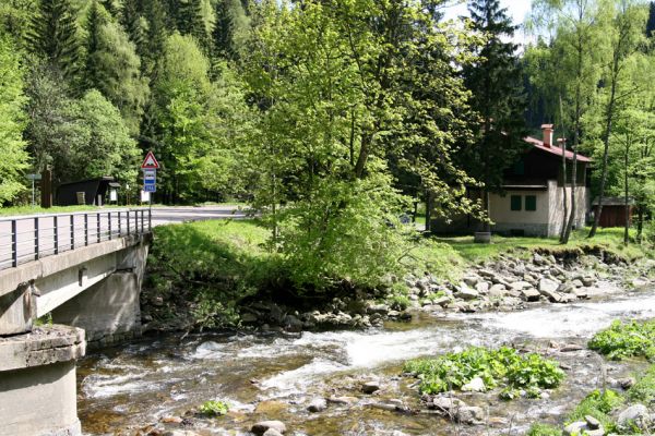 Krkonoše, Temný Důl, 25.5.2010
Rybárna - soutok Úp.
Klíčová slova: Krkonoše Temný Důl Úpa Selatosomus cruciatus