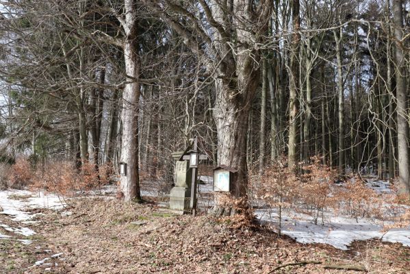 Teplice nad Metují, 24.2.2021
Listnatý les na jižním svahu vrchu Čáp.
Schlüsselwörter: Teplice nad Metují vrch Čáp les