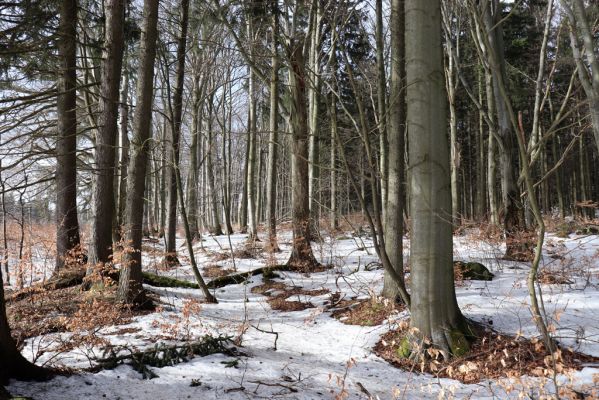 Teplice nad Metují, 24.2.2021
Listnatý les na jižním svahu vrchu Čáp.
Schlüsselwörter: Teplice nad Metují vrch Čáp les