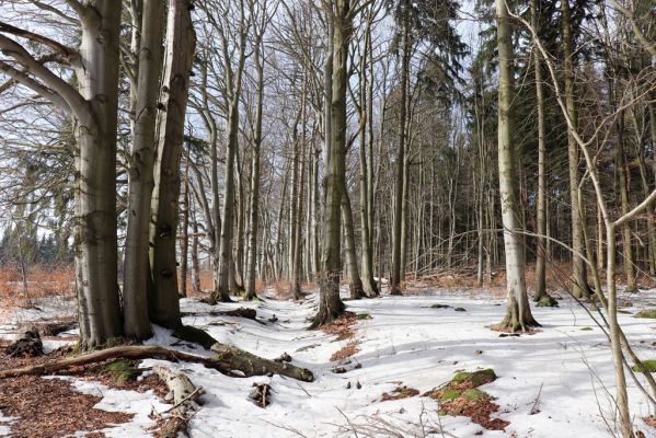 Teplice nad Metují, 24.2.2021
Listnatý les na jižním svahu vrchu Čáp.
Klíčová slova: Teplice nad Metují vrch Čáp les