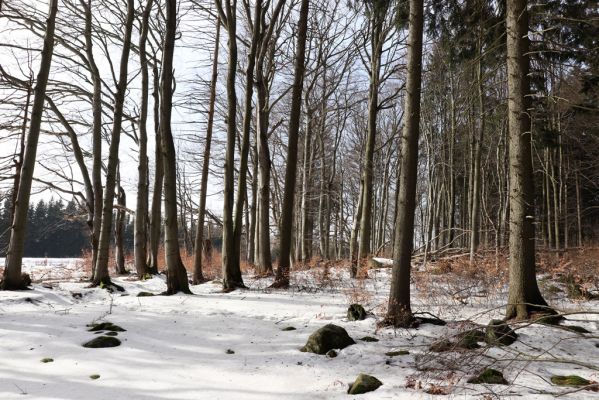 Teplice nad Metují, 24.2.2021
Listnatý les na jižním svahu vrchu Čáp.
Mots-clés: Teplice nad Metují vrch Čáp les