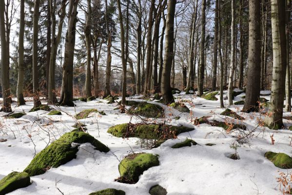 Teplice nad Metují, 24.2.2021
Listnatý les na jižním svahu vrchu Čáp.
Keywords: Teplice nad Metují vrch Čáp les