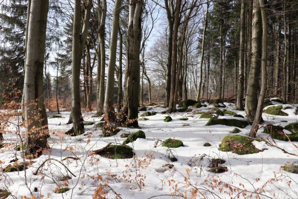 Teplice nad Metují, 24.2.2021
Listnatý les na jižním svahu vrchu Čáp.
Klíčová slova: Teplice nad Metují vrch Čáp les