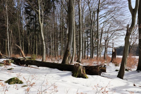 Teplice nad Metují, 24.2.2021
Listnatý les na jižním svahu vrchu Čáp.
Mots-clés: Teplice nad Metují vrch Čáp les