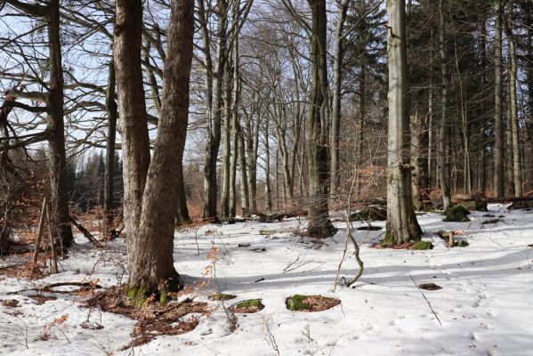 Teplice nad Metují, 24.2.2021
Listnatý les na jižním svahu vrchu Čáp.
Klíčová slova: Teplice nad Metují vrch Čáp les