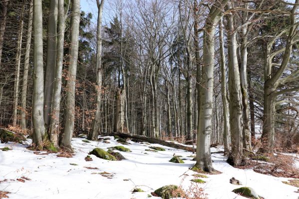 Teplice nad Metují, 24.2.2021
Listnatý les na jižním svahu vrchu Čáp.
Mots-clés: Teplice nad Metují vrch Čáp les