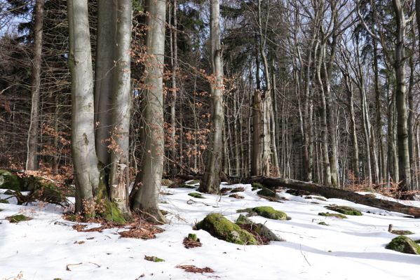 Teplice nad Metují, 24.2.2021
Listnatý les na jižním svahu vrchu Čáp.
Klíčová slova: Teplice nad Metují vrch Čáp les