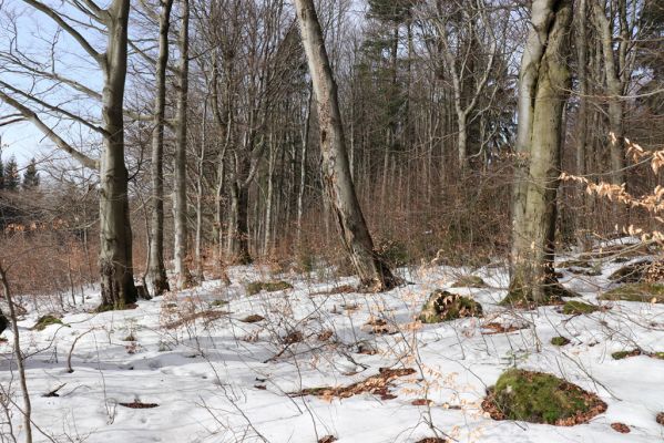 Teplice nad Metují, 24.2.2021
Listnatý les na jižním svahu vrchu Čáp.
Klíčová slova: Teplice nad Metují vrch Čáp les