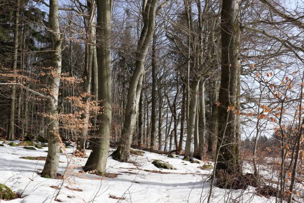 Teplice nad Metují, 24.2.2021
Listnatý les na jižním svahu vrchu Čáp.
Klíčová slova: Teplice nad Metují vrch Čáp les