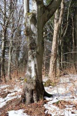 Teplice nad Metují, 24.2.2021
Listnatý les na jižním svahu vrchu Čáp.
Klíčová slova: Teplice nad Metují vrch Čáp les