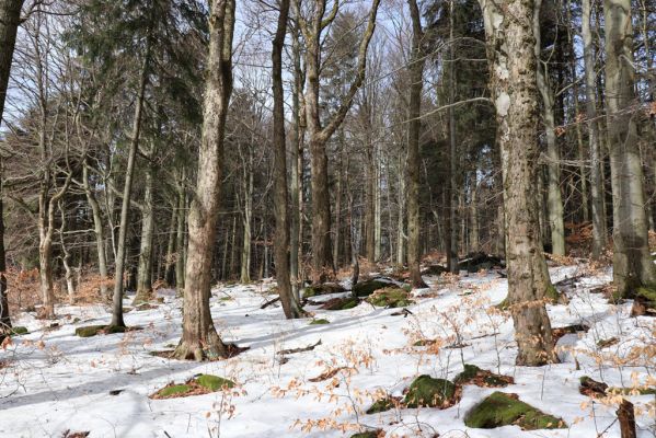 Teplice nad Metují, 24.2.2021
Listnatý les na jižním svahu vrchu Čáp.
Klíčová slova: Teplice nad Metují vrch Čáp les