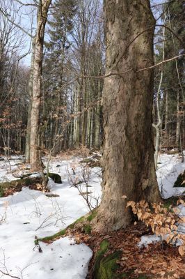 Teplice nad Metují, 24.2.2021
Listnatý les na jižním svahu vrchu Čáp.
Klíčová slova: Teplice nad Metují vrch Čáp les