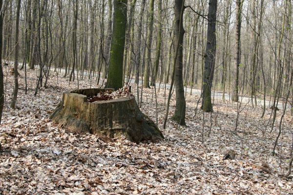 Teplice, Doubravka, 8.4.2009
Pařez dubu na západním svahu, osídlený kovaříky Ampedus balteatus a Ampedus erythrogonus.
Klíčová slova: České Středohoří Teplice Doubravka Ampedus balteatus erythrogonus