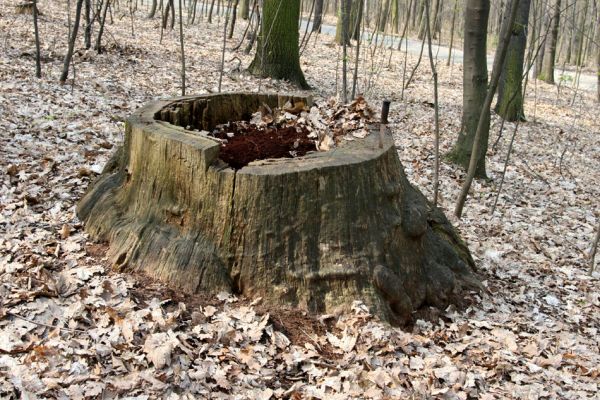 Teplice, Doubravka, 8.4.2009
Pařez dubu na západním svahu, osídlený kovaříky Ampedus balteatus a Ampedus erythrogonus.
Mots-clés: České Středohoří Teplice Doubravka Ampedus balteatus erythrogonus