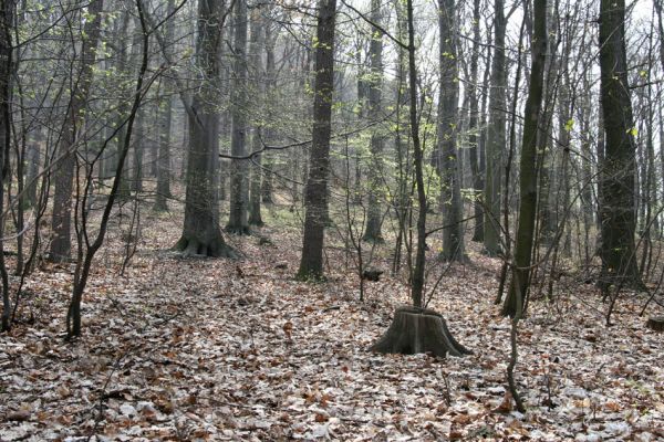 Teplice, Doubravka, 8.4.2009
Les na západním svahu.
Klíčová slova: České Středohoří Teplice Doubravka