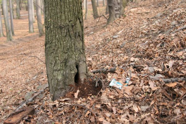 Teplice, Doubravka, 8.4.2009
Dutá lípa na západním svahu.
Klíčová slova: České Středohoří Teplice Doubravka Cardiophorus gramineus